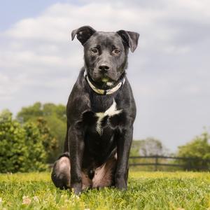 Haberdasher, Mixed Breed (Medium), young, available for adoption