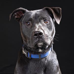 A black dog with a blue collar looking directly at the camera against a black background.