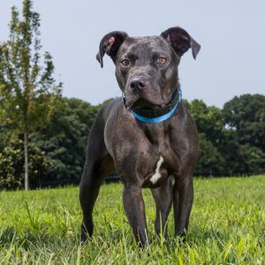 Maverick, Terrier, Pit Bull, adult, available for adoption