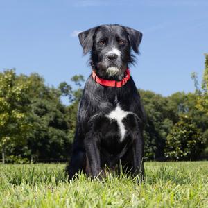A black dog with a white patch on its chest is sitting on a grassy field, wearing a red collar. The background features green trees and a clear blue sky.