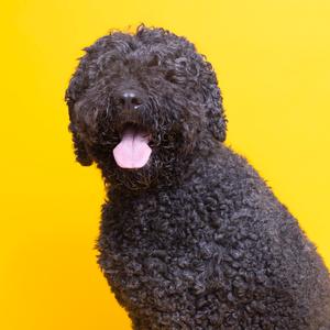 Bam, Mixed Breed (Large), adult, available for adoption