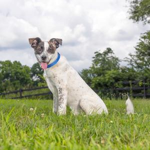 Bubba, Mountain Cur, young, available for adoption