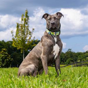 Draco, Mixed Breed (Large), adult, available for adoption