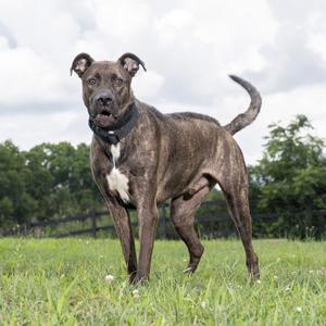 Draco, Mixed Breed (Large), adult, available for adoption
