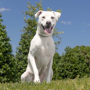 Mae, Mixed Breed (Medium), adult, available for adoption