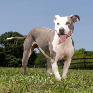 Avanti, Mixed Breed (Medium), adult, available for adoption