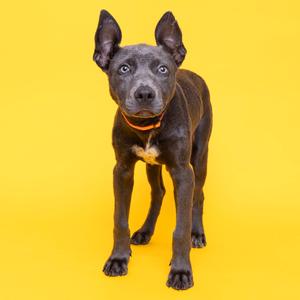 A black dog with pointed ears and a white patch on its chest, wearing an orange collar, standing against a yellow background.