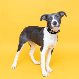 Lily, Mixed Breed (Medium), puppy, available for adoption