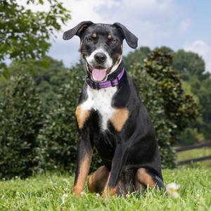 Chai, Mixed Breed (Medium), young, available for adoption
