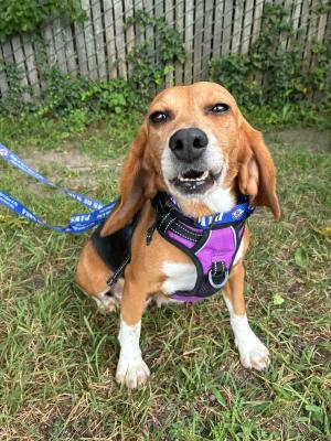 Franny, Beagle, available for adoption