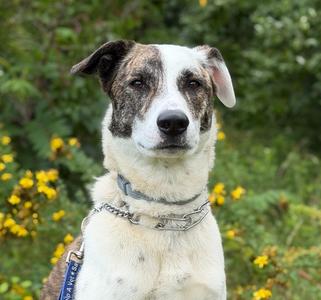 Skipper, Mixed Breed, adult, available for adoption