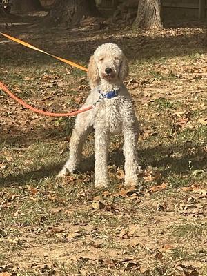 Blaze, Standard Poodle, adult, available for adoption