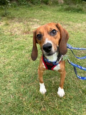 A beagle dog standing on grass, wearing a red harness and blue leash.