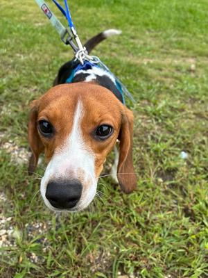 Myrtle, Beagle, puppy, available for adoption