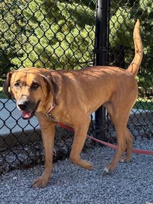 Delta Dawn, Mixed Breed, adult, available for adoption