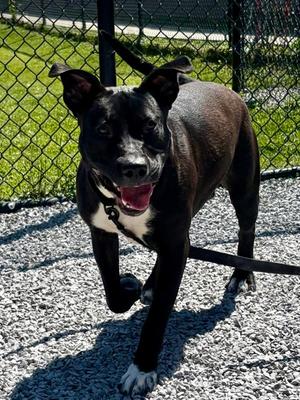 King, Mixed Breed, adult, available for adoption