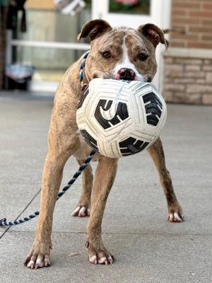 A brown and white dog holding a soccer ball in its mouth.