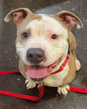 Billy The Kid, Mixed Breed, adult, available for adoption