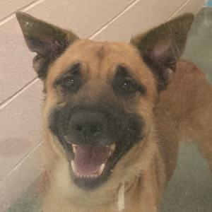 A close-up of a happy dog with its mouth open, showing its teeth and tongue. The dog has a light brown coat with darker markings around its eyes and ears. It appears to be indoors, with a tiled wall in the background.