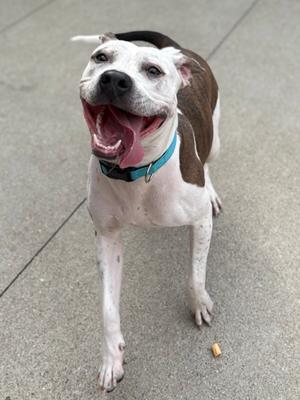A happy dog with a white and brown coat, wearing a blue collar, standing on a concrete surface with its mouth open in a joyful expression.