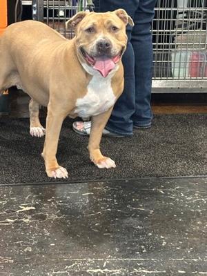 Goldie, Mixed Breed, adult, available for adoption