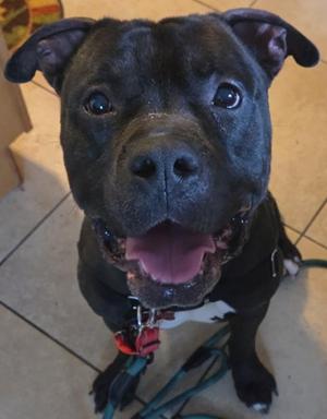 Jax, Mixed Breed, adult, available for adoption