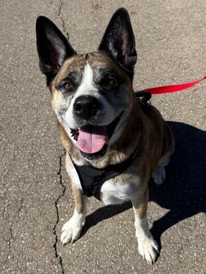 James P. Sullivan, Mixed Breed, senior, available for adoption