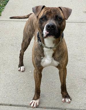 Charlie, Mixed Breed, adult, available for adoption