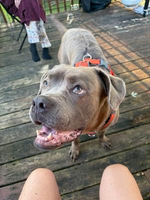 A gray dog wearing a red harness, standing on a wooden deck and looking up at the camera with its mouth open.