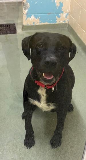 Draco, Mixed Breed, adult, available for adoption