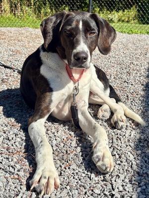 Jeremy, Mixed Breed, adult, available for adoption