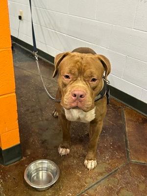 Boogie, Mixed Breed, young, available for adoption