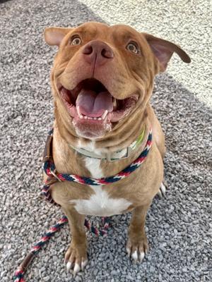 Boy Boy, Mixed Breed, adult, available for adoption