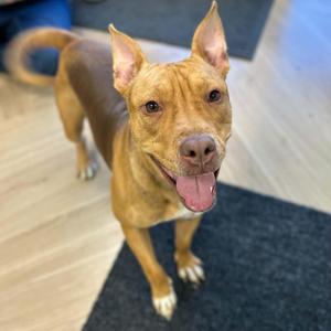 Olive, American Staffordshire Terrier, young, available for adoption