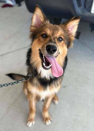 Mila, Shetland Sheepdog / Sheltie, young, available for adoption