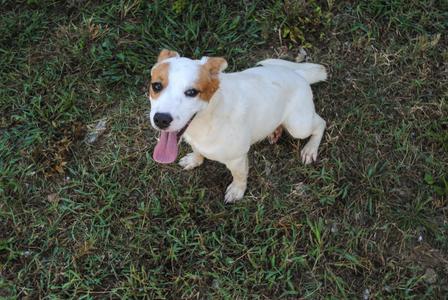 Ridge, Australian Cattle Dog / Blue Heeler, puppy, available for adoption