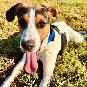 Dan, Hound, puppy, available for adoption