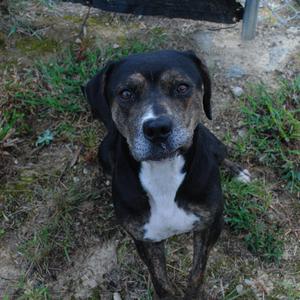 A black and white dog with brown patches sitting on grass.