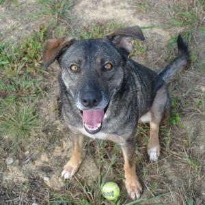 A brown and black dog with a pink tongue sticking out, standing on grass with a tennis ball in front of it.