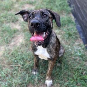 A brindle dog with a white chest and paws, sitting on grass with its tongue out, looking up at the camera.