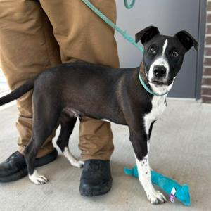 Henderson, Black Labrador Retriever, puppy, available for adoption