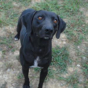 black dog standing on grass