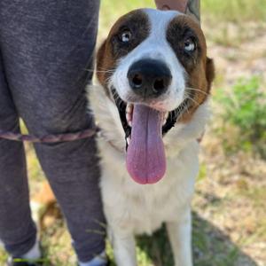 Dock, Australian Shepherd, adult, available for adoption