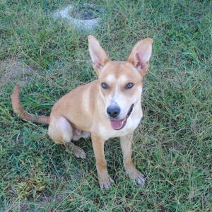 A brown dog with pointed ears and a black nose is sitting on grass, looking up with its mouth open and tongue out.