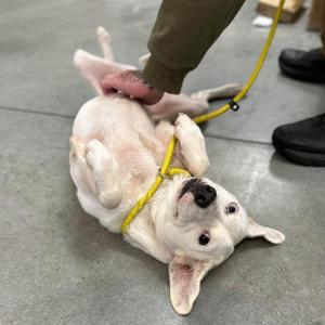 A white dog lying on its back with a yellow leash around its neck, being petted by a person's hand.
