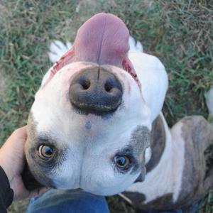 Greta, Mixed Breed, adult, available for adoption