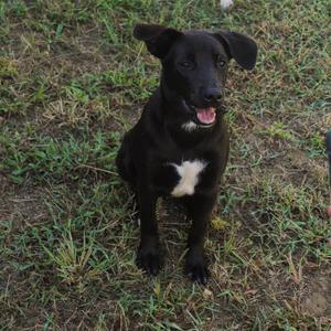 black dog with white chest patch sitting on grass