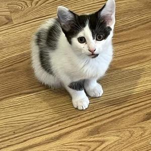 Katsby, young, available for adoption