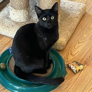Inky, young, available for adoption