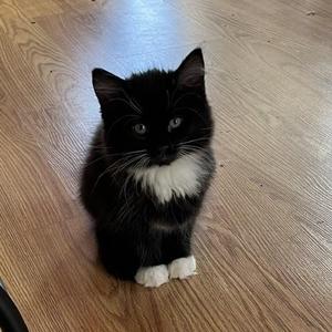 Fluffers, young, available for adoption